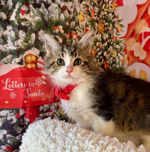 Enlarge Blueberry Muffin, a Adoptable Domestic Medium Hair in Orient, OH image 5/6