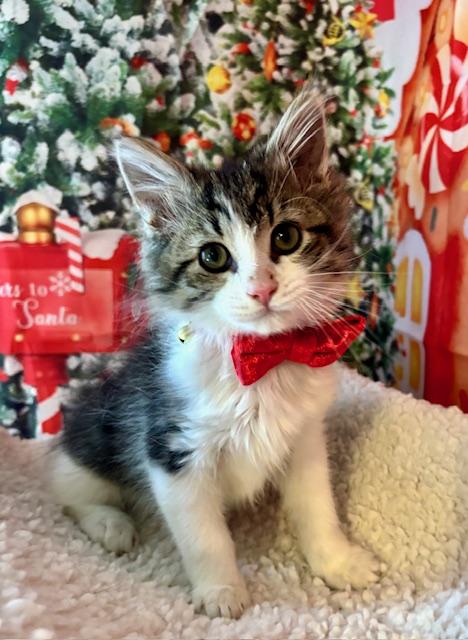 Enlarge Blueberry Muffin, a Adoptable Domestic Medium Hair in Orient, OH image 3/6