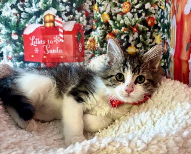 Enlarge Blueberry Muffin, a Adoptable Domestic Medium Hair in Orient, OH image 4/6