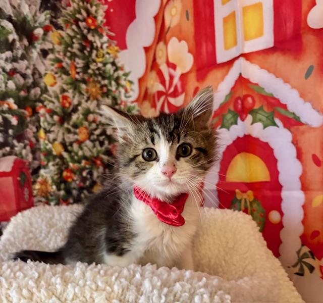 Enlarge Blueberry Muffin, a Adoptable Domestic Medium Hair in Orient, OH image 6/6