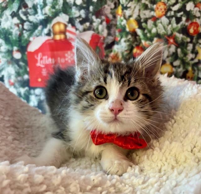 Enlarge Blueberry Muffin, a Adoptable Domestic Medium Hair in Orient, OH image 2/6