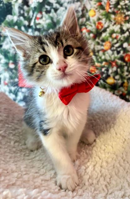 Blueberry Muffin, Adoptable, Kitten Male Domestic Medium Hair.