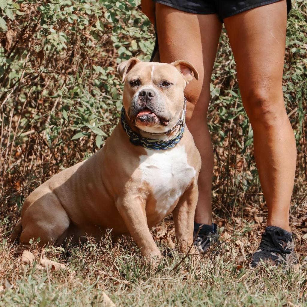 Draco, Adoptable, Adult Male Pit Bull Terrier.