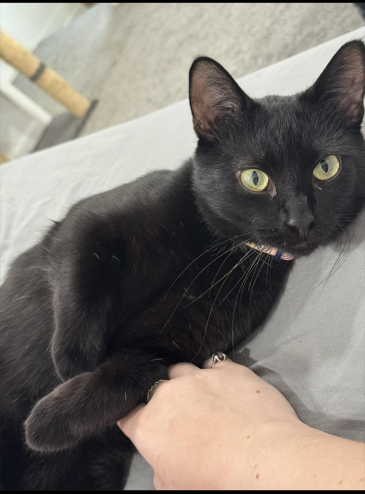 Enlarge Onyx, a Adoptable Domestic Short Hair in Pittsburgh, PA image 1/5