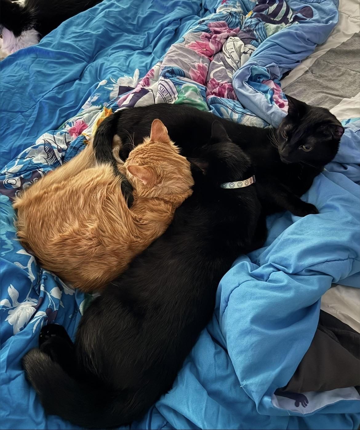 Enlarge Onyx, a Adoptable Domestic Short Hair in Pittsburgh, PA image 5/5