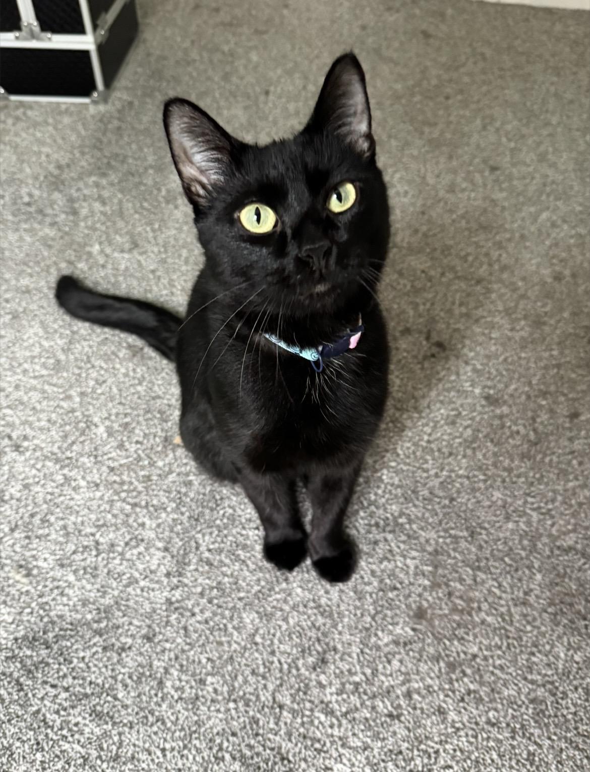 Enlarge Onyx, a Adoptable Domestic Short Hair in Pittsburgh, PA image 2/5