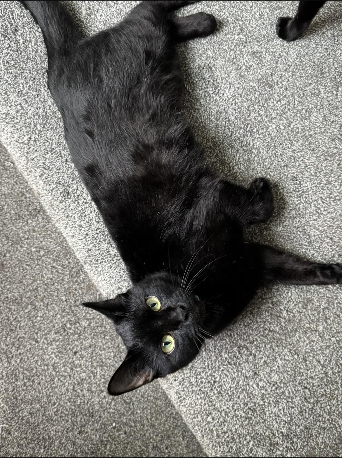 Enlarge Onyx, a Adoptable Domestic Short Hair in Pittsburgh, PA image 3/5