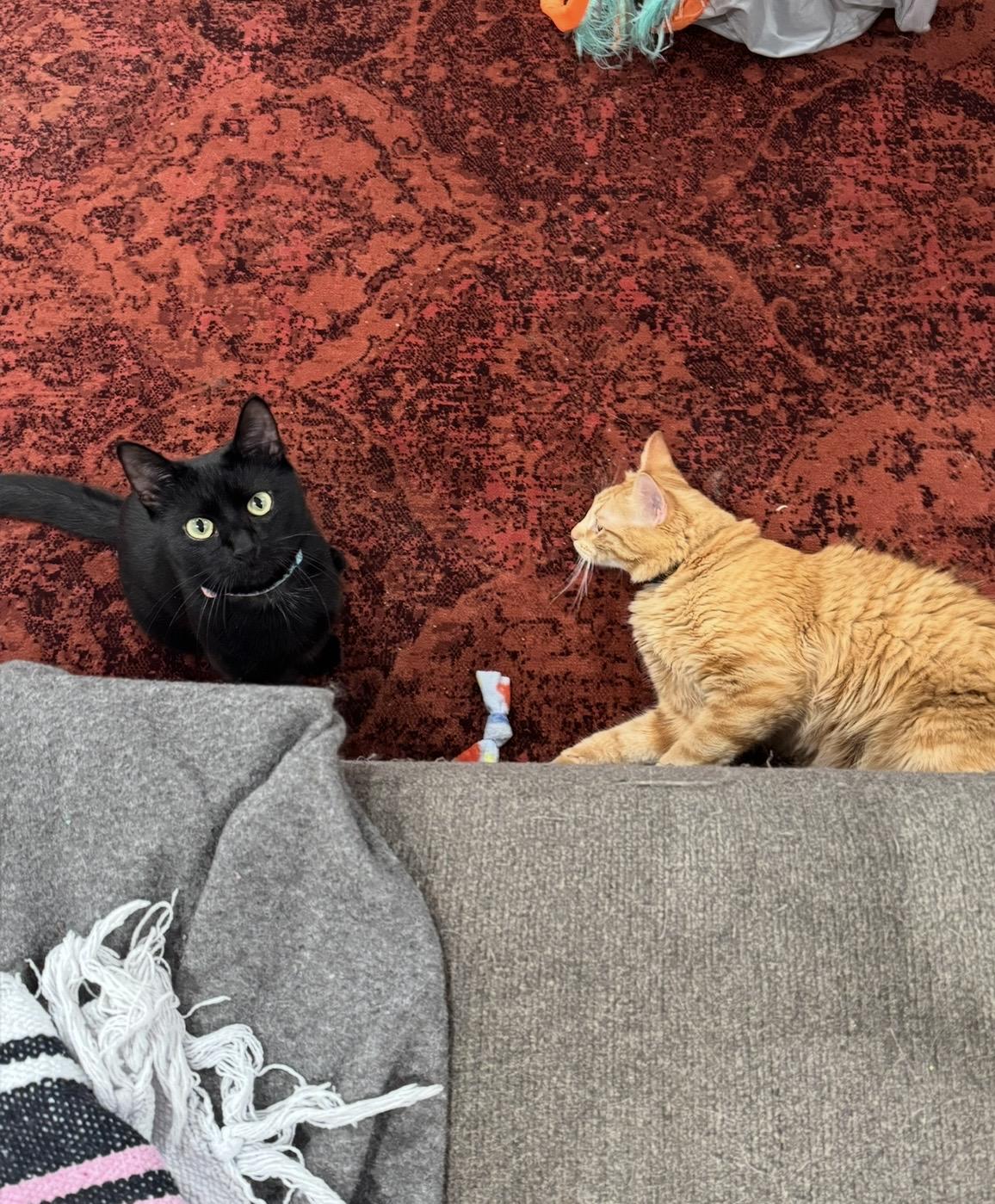 Enlarge Onyx, a Adoptable Domestic Short Hair in Pittsburgh, PA image 4/5