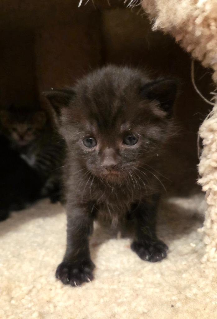 Waffles, Adoptable, Young Female Domestic Short Hair.