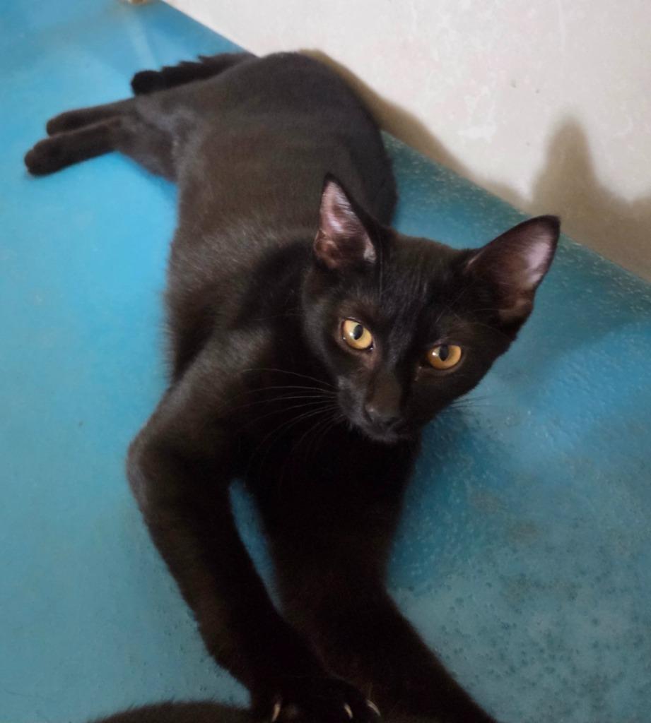 Enlarge Waffles, a Adoptable mixed breed image 2/3