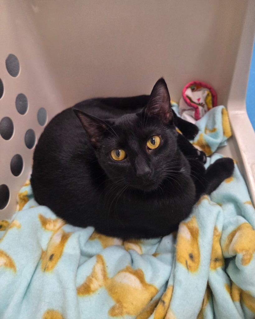 Enlarge Waffles, a Adoptable mixed breed in Muskegon, MI image 2/4