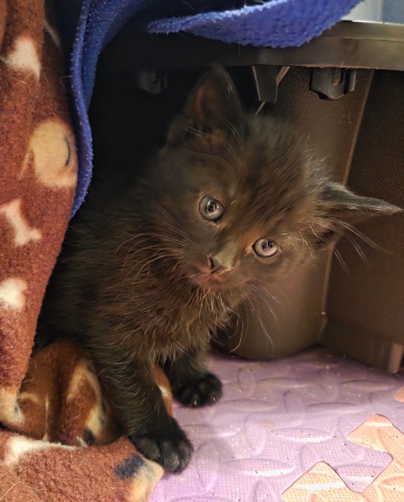 Enlarge Waffles, a Adoptable mixed breed in Muskegon, MI image 4/4