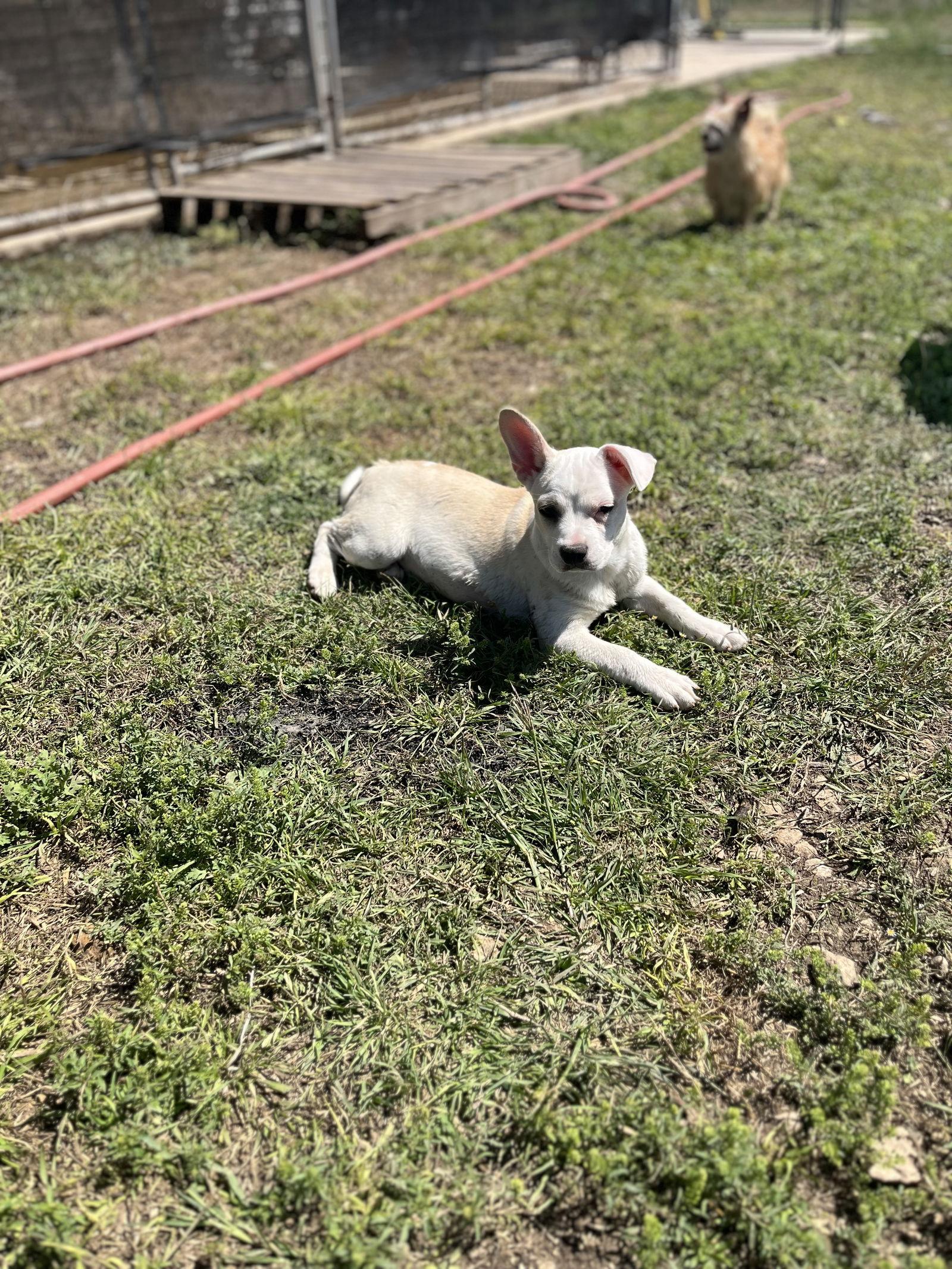 Nicholas, a Adopted mixed breed in Pipe Creek, TX image 1/3