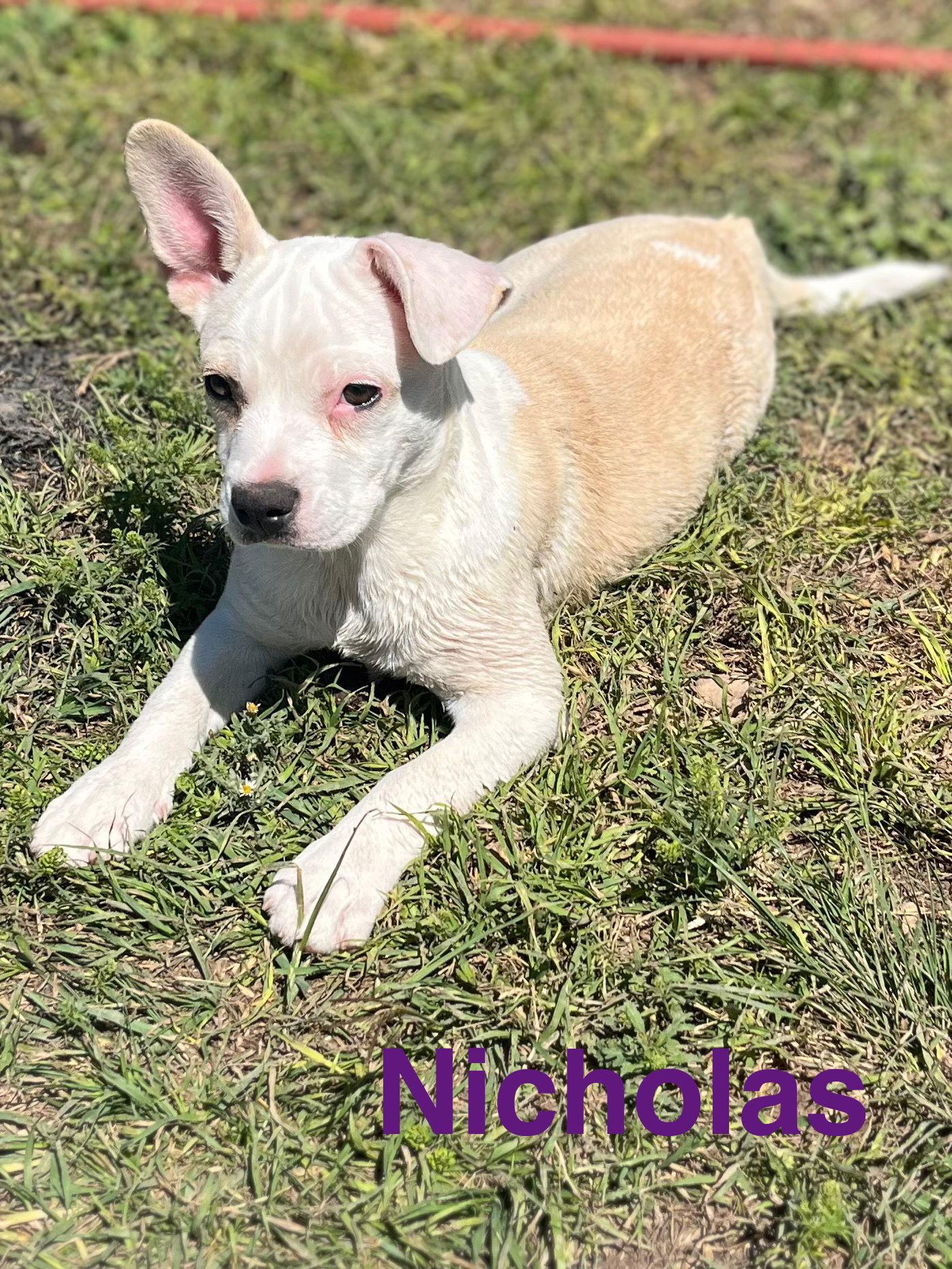 Nicholas, a Adopted mixed breed in Pipe Creek, TX image 2/3