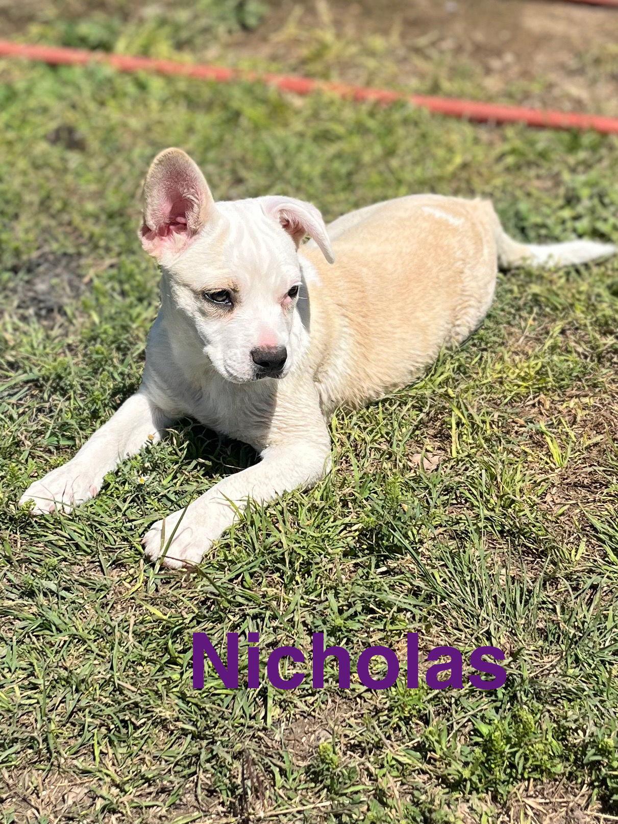 Nicholas, a Adopted mixed breed in Pipe Creek, TX image 3/3