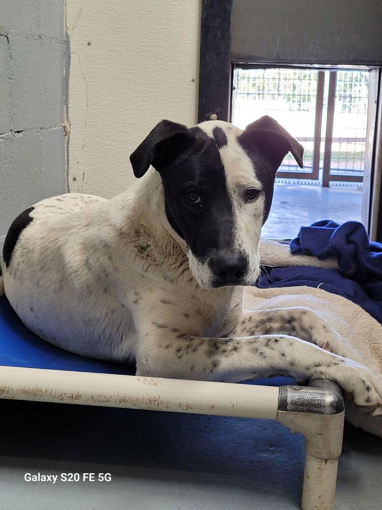 Phantom, Adoptable, Young Male Pit Bull Terrier.