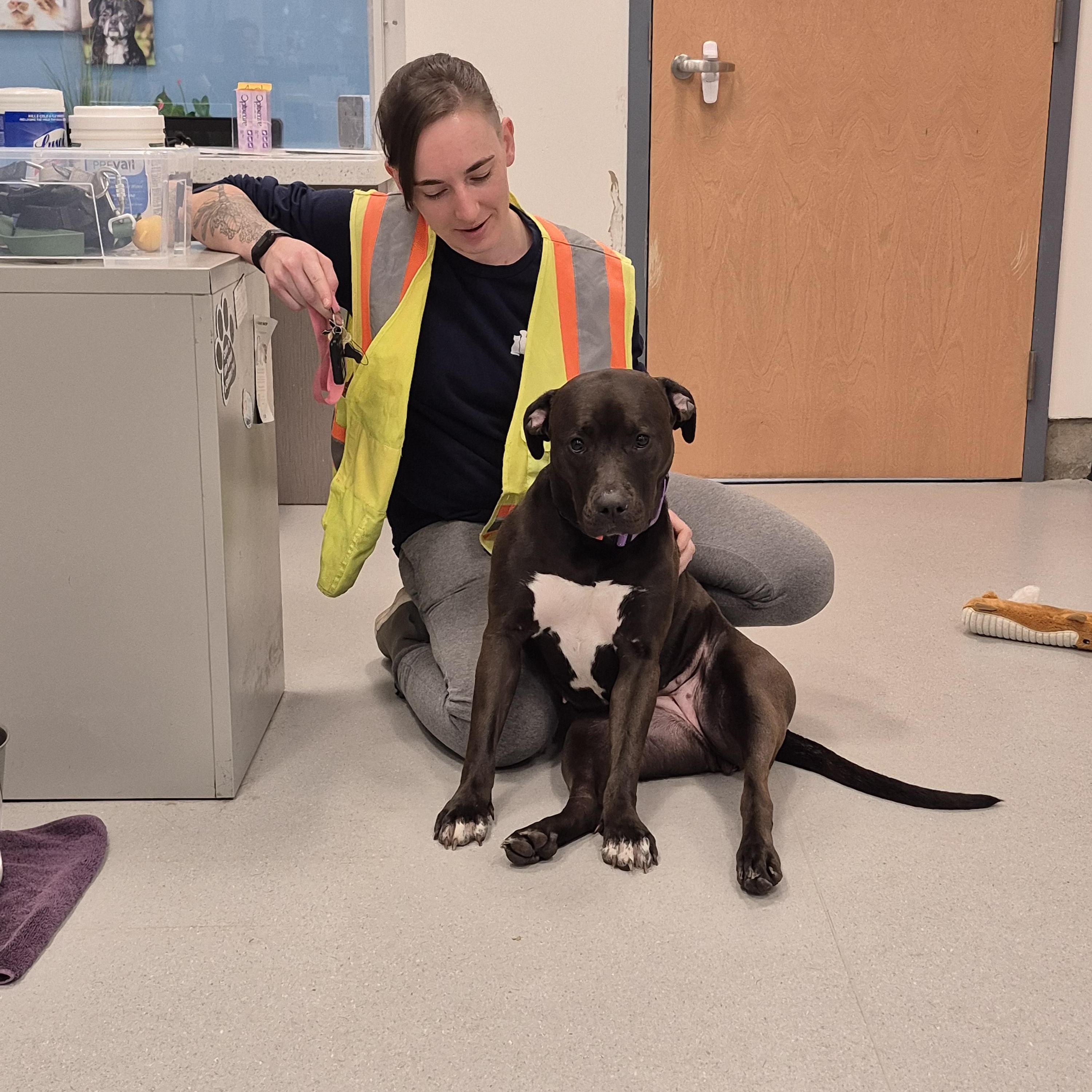 Cookie, a Adoptable mixed breed in New Westminster, BC image 3/3