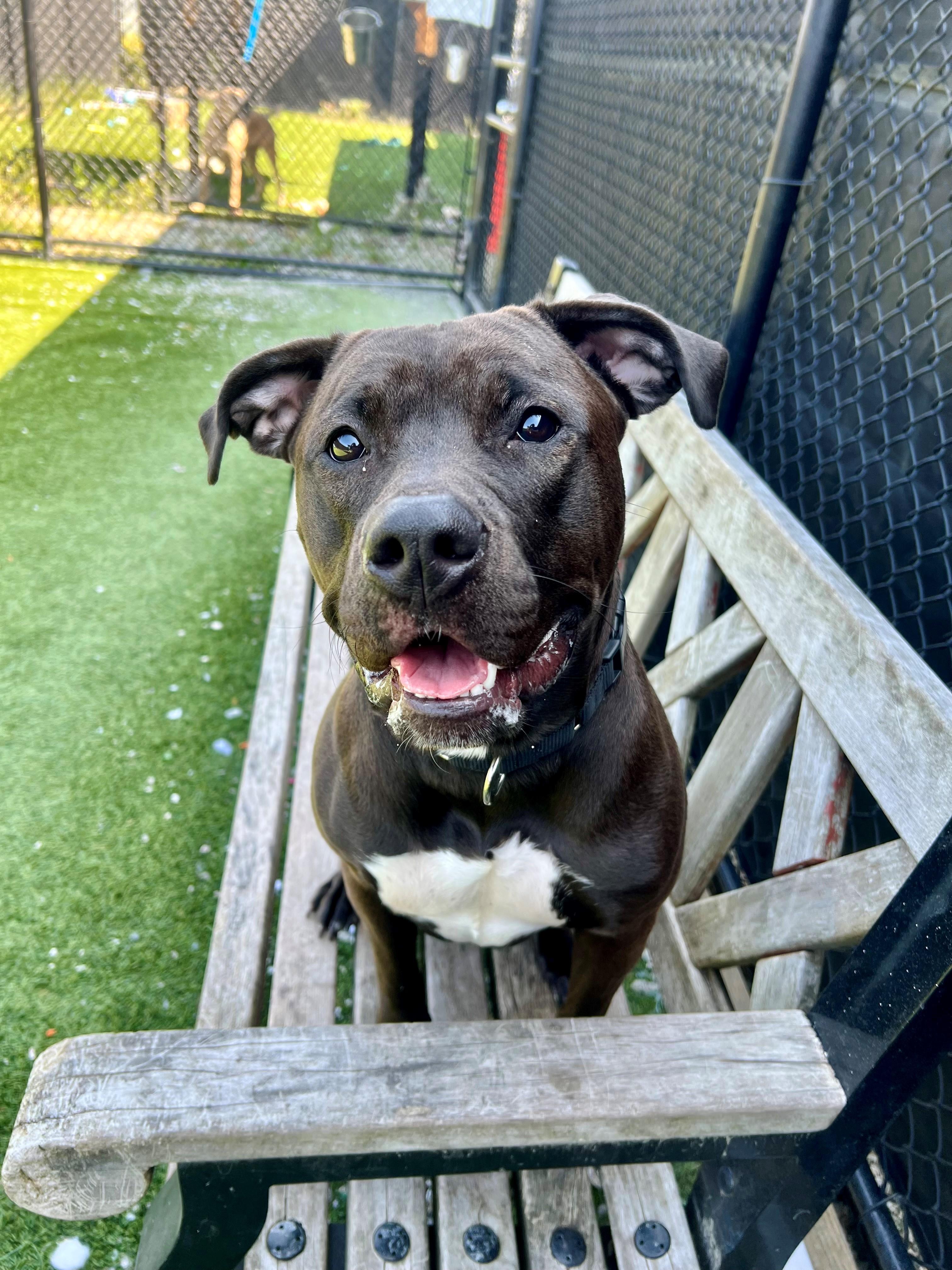 Cookie, a Adoptable mixed breed in New Westminster, BC image 1/3