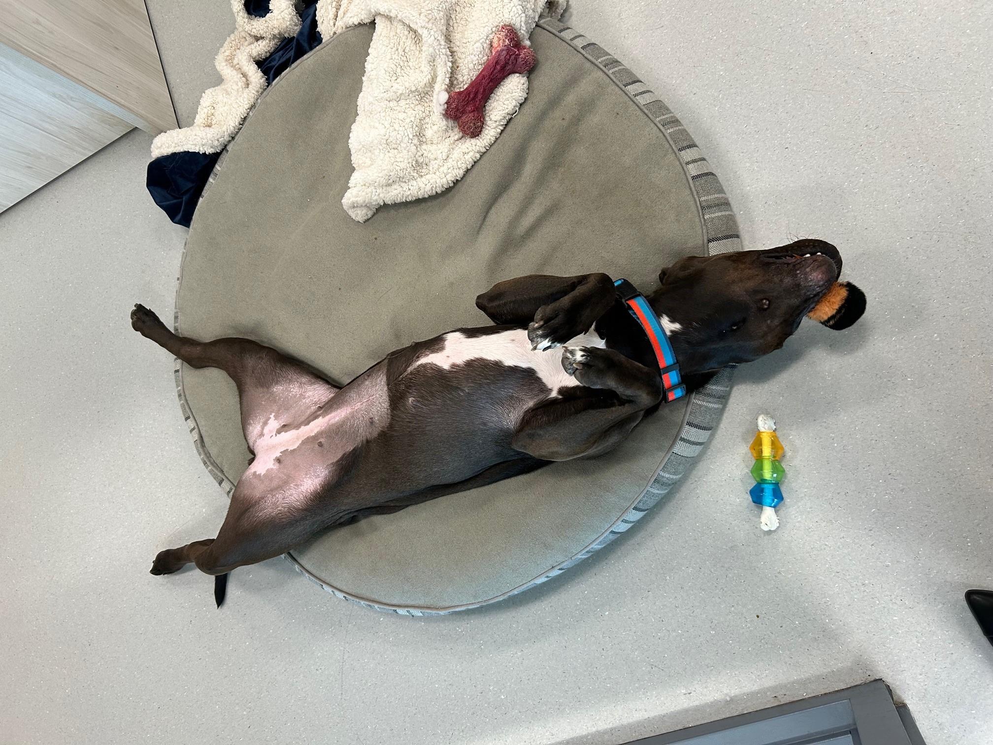 Cookie, a Adoptable mixed breed in New Westminster, BC image 2/3