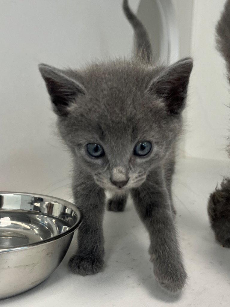 26-202 Air Fryer, Adoptable, Kitten Female Domestic Short Hair.