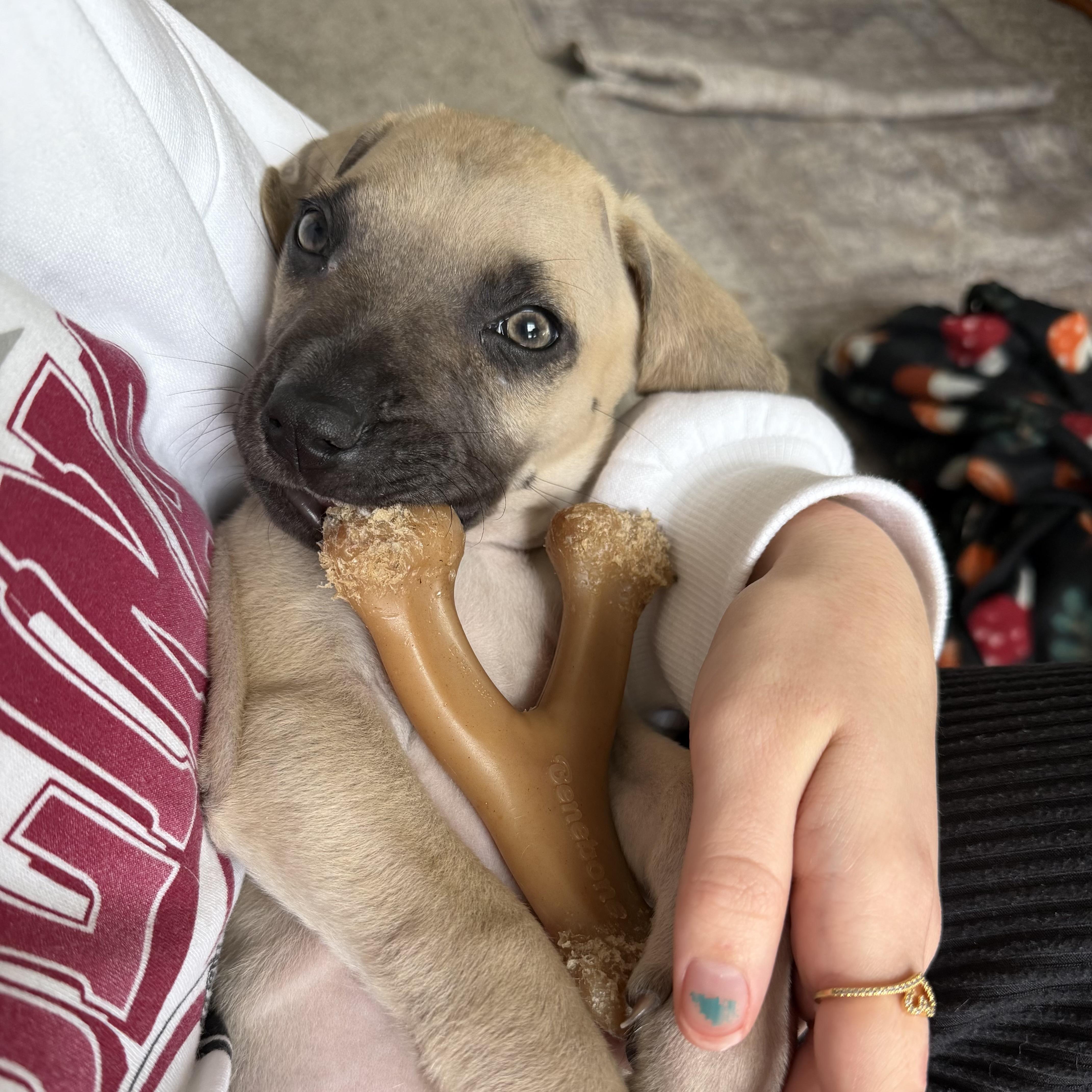 Hawksbill — thumbnail 3