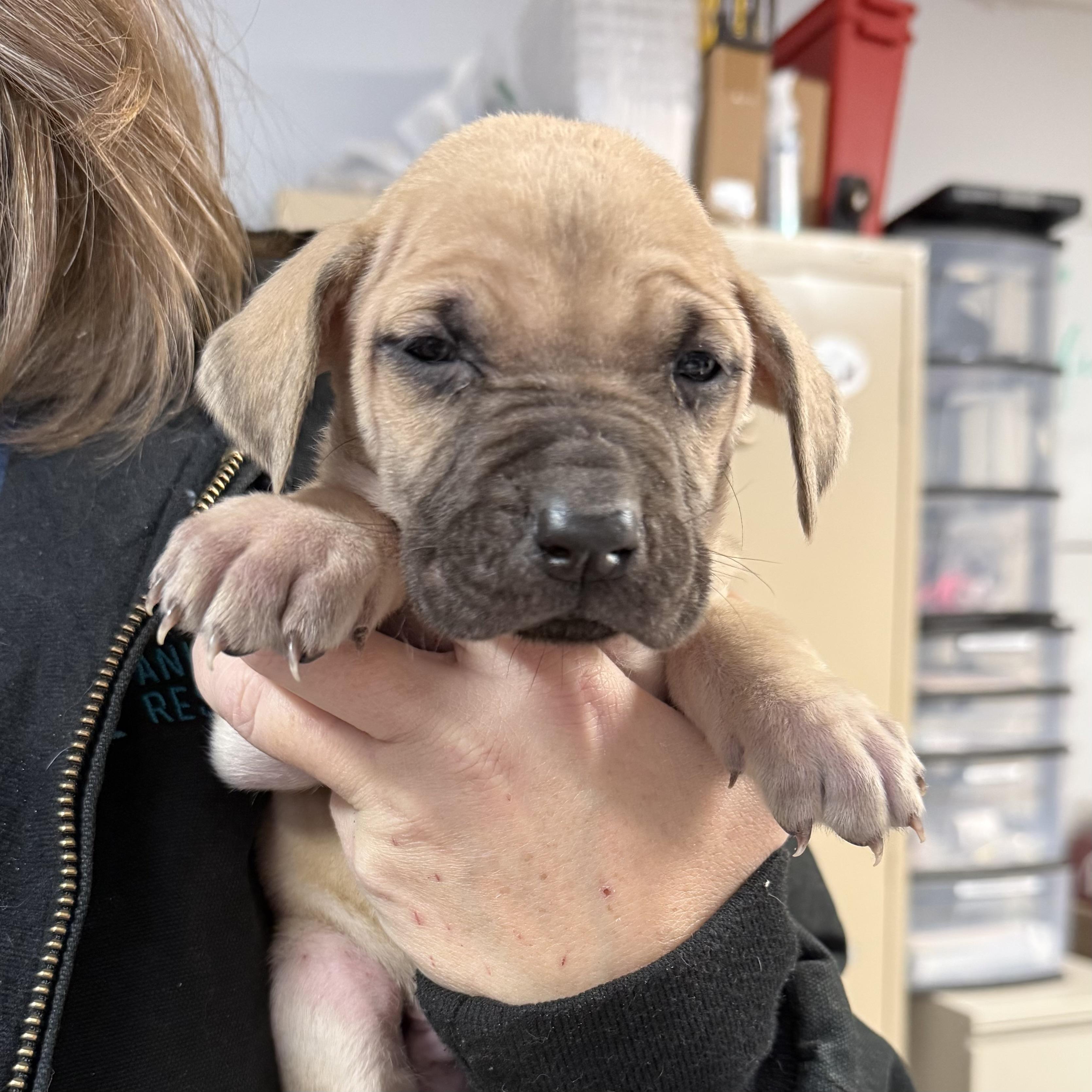 Hawksbill — thumbnail 5