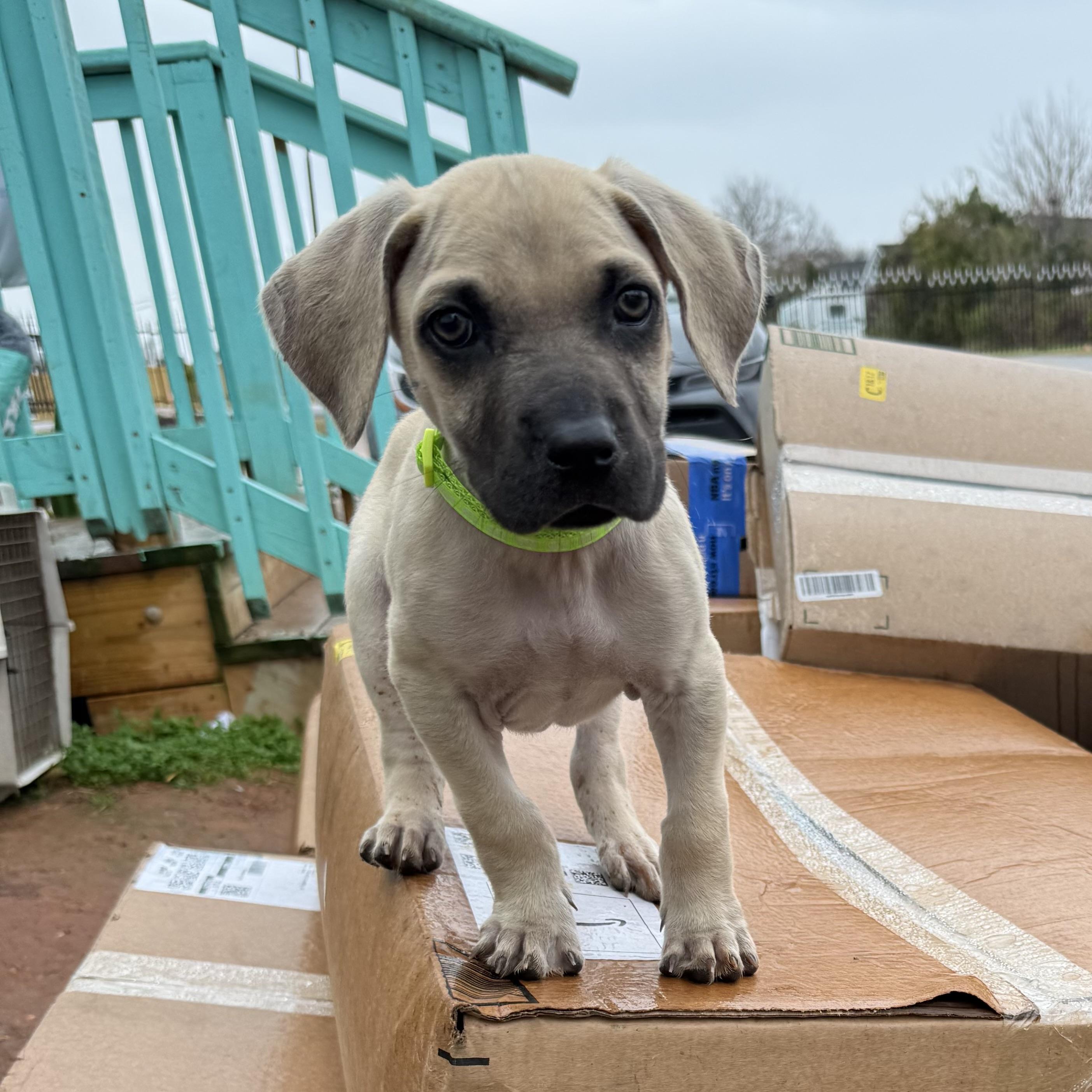 Hawksbill — thumbnail 6