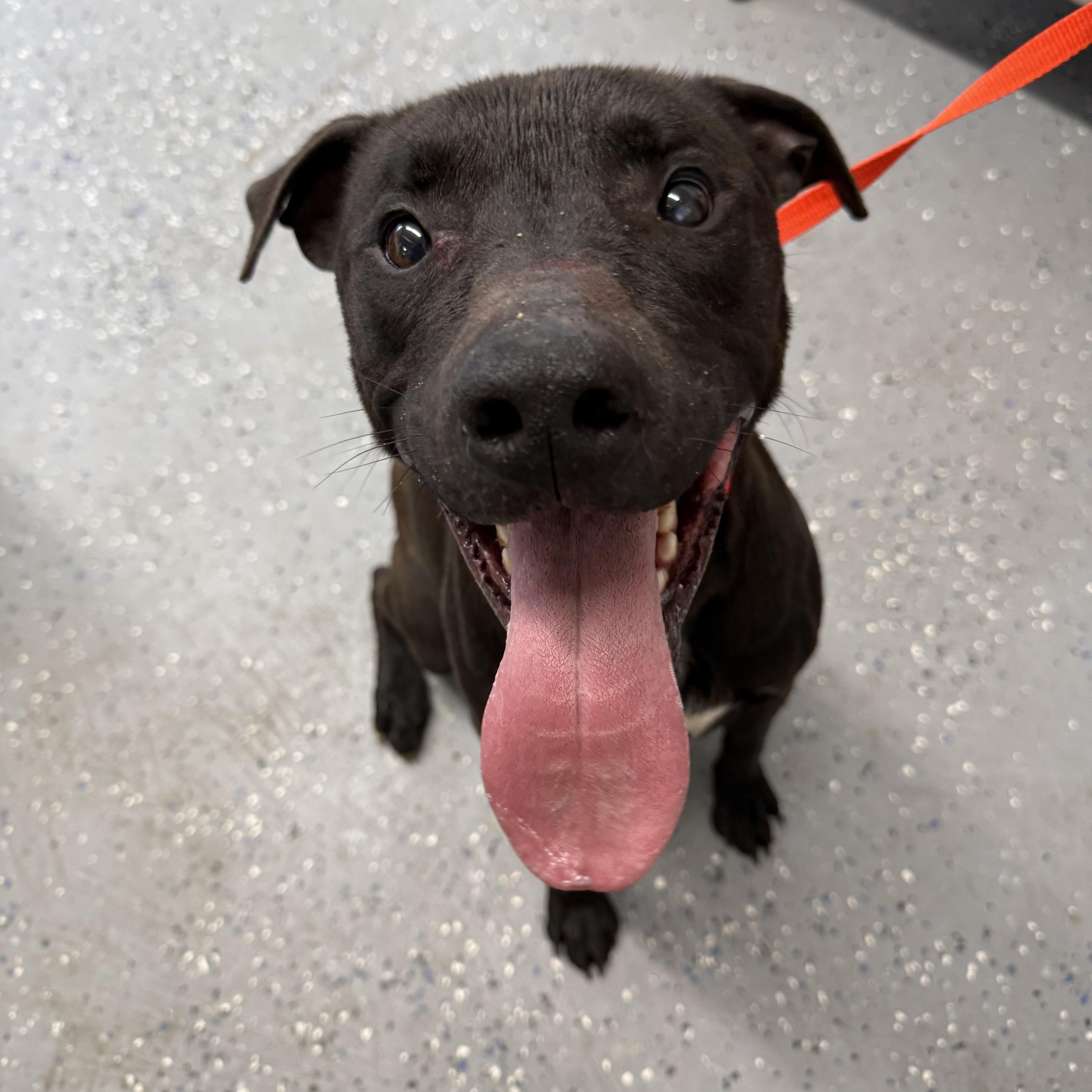 Zeus, ADOPTABLE, Young Male Labrador Retriever.