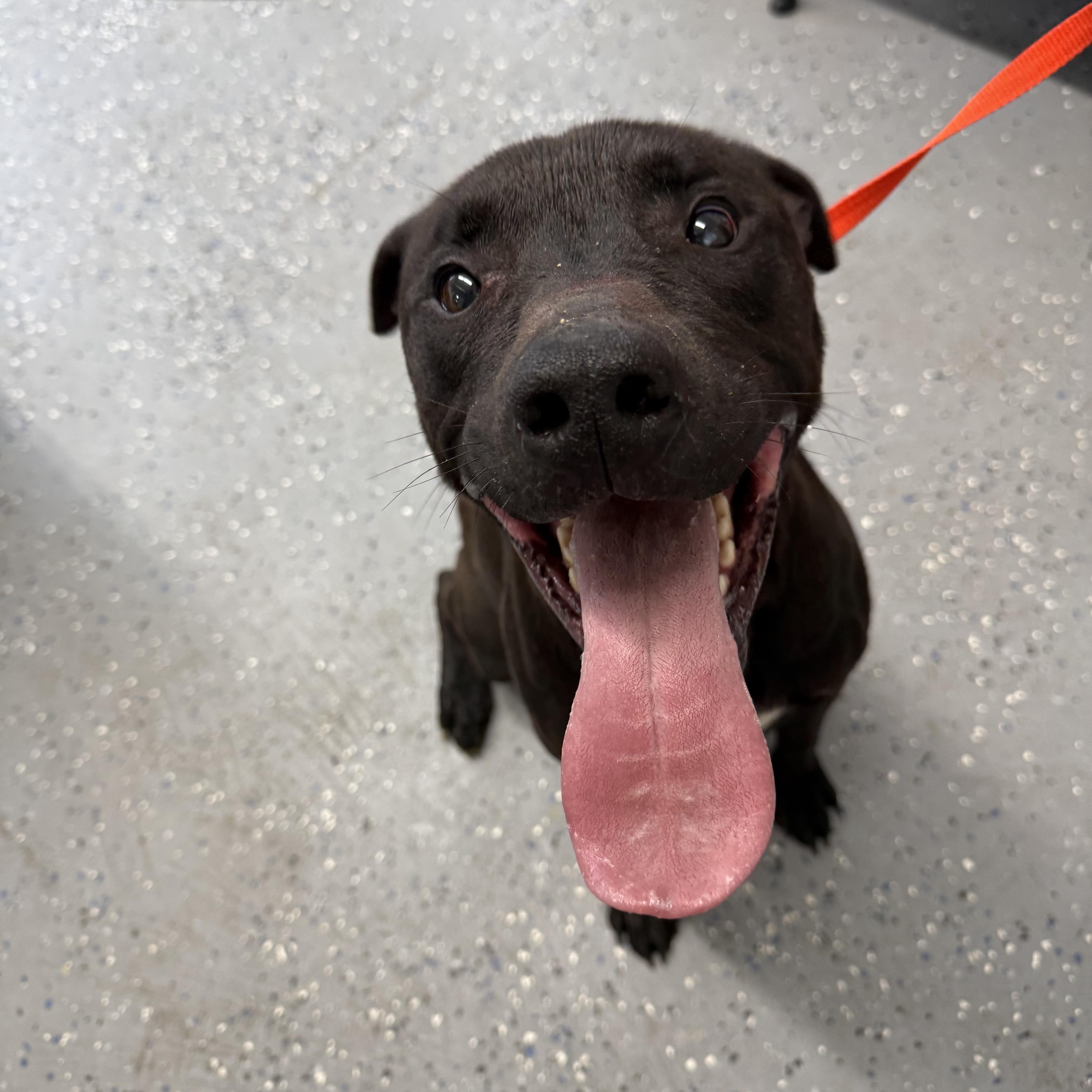 Enlarge Zeus, a ADOPTABLE mixed breed in Lewisburg, TN image 3/3