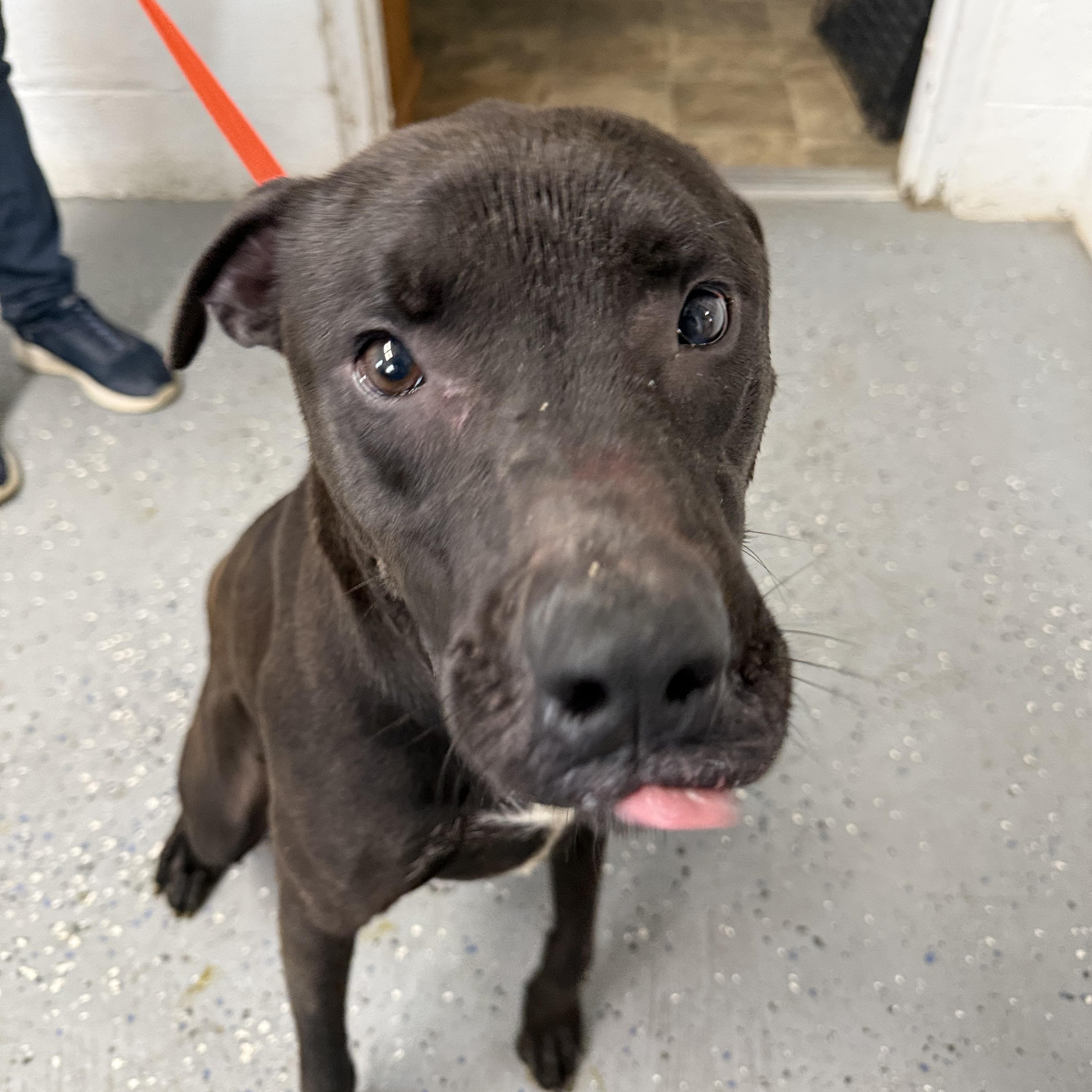 Enlarge Zeus, a ADOPTABLE mixed breed in Lewisburg, TN image 2/3