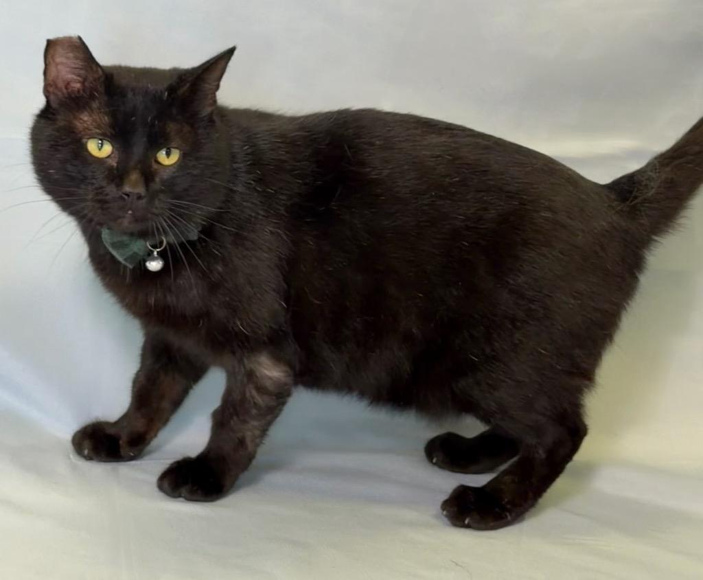 Enlarge Kimmthy, a ADOPTABLE Domestic Short Hair in Columbus, NE image 1/1