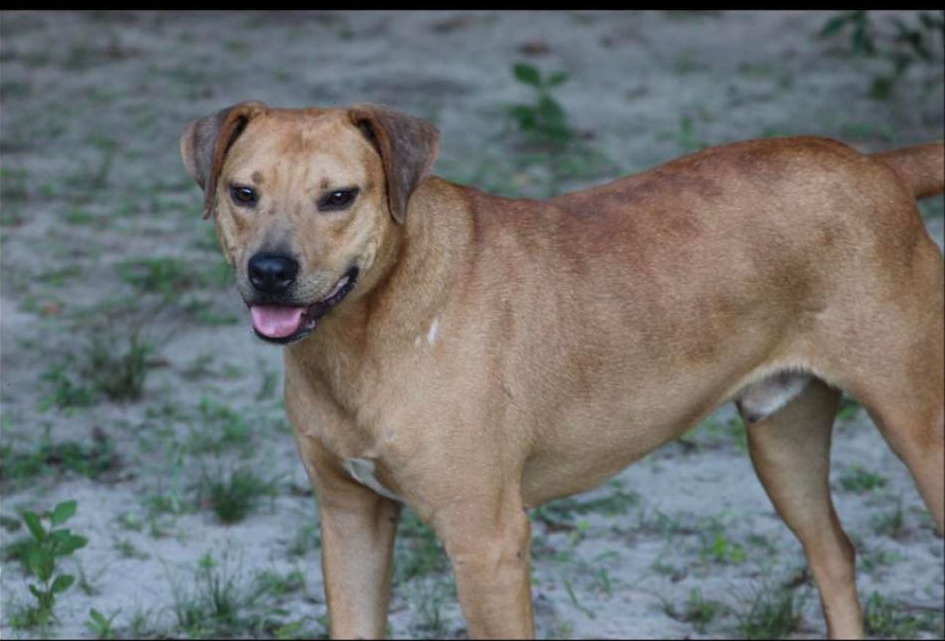 Fletcher, Adult Male Yellow Labrador Retriever
