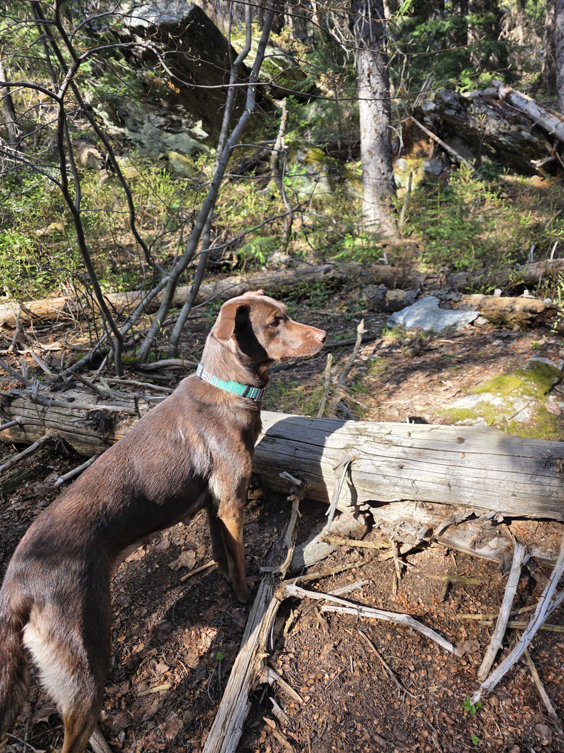 Cannoli, an adopted mixed breed in McCall, ID image 2/2
