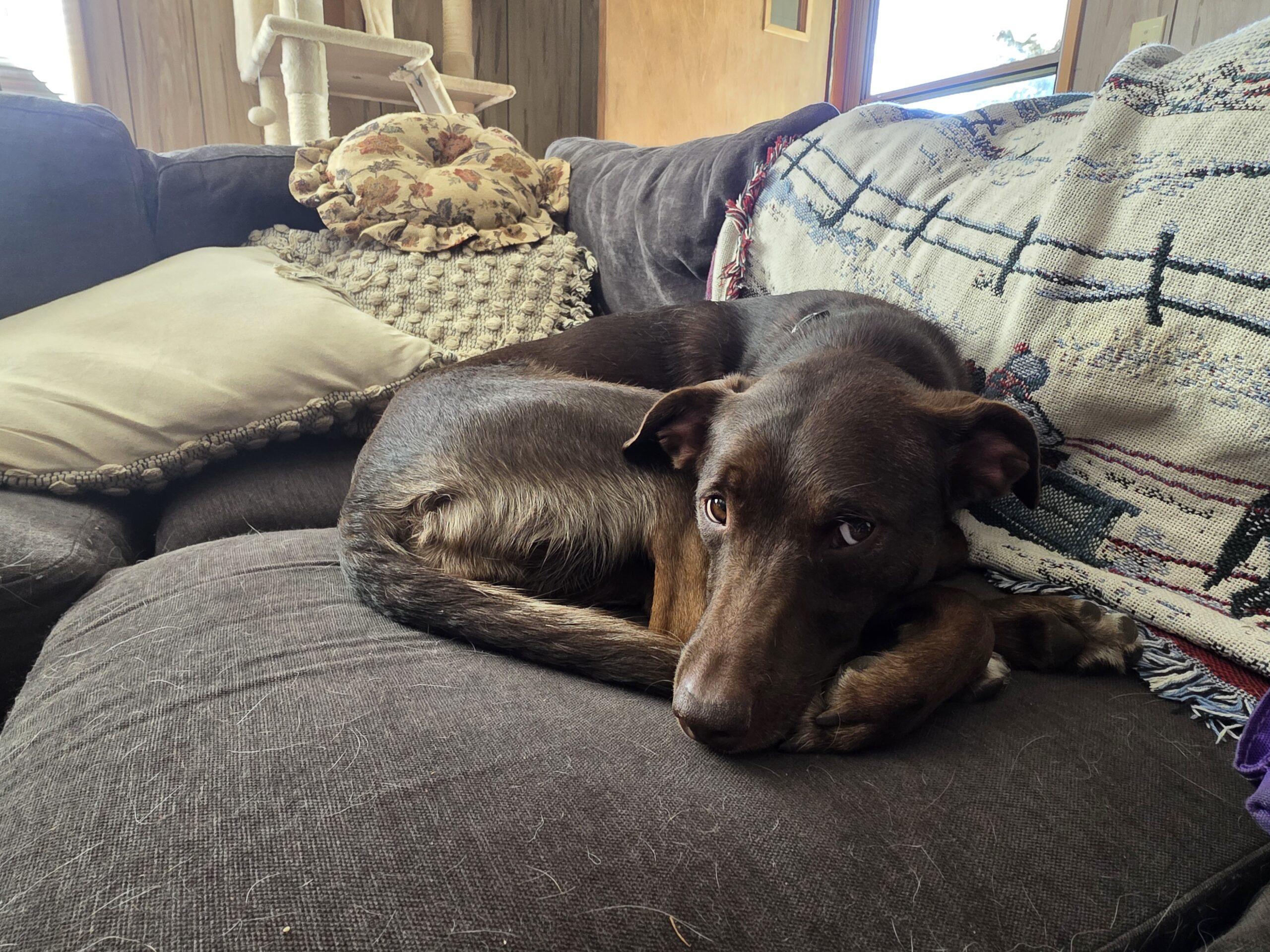 Cannoli, an adopted mixed breed in McCall, ID image 1/2