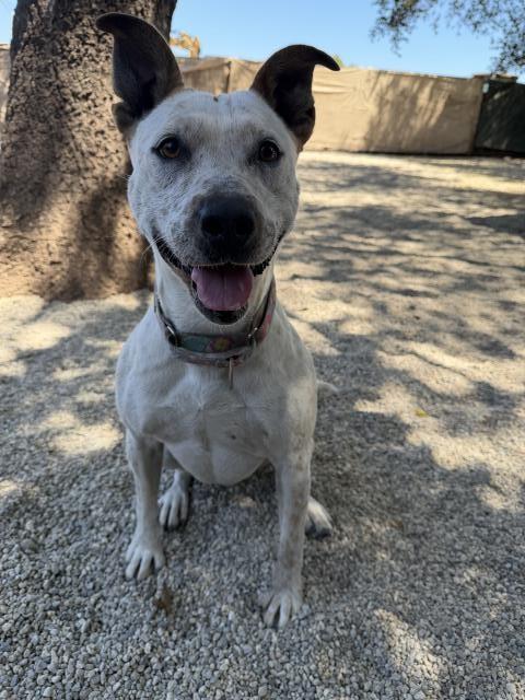 LIZZY, Adoptable, Adult Female Australian Cattle Dog / Blue Heeler.