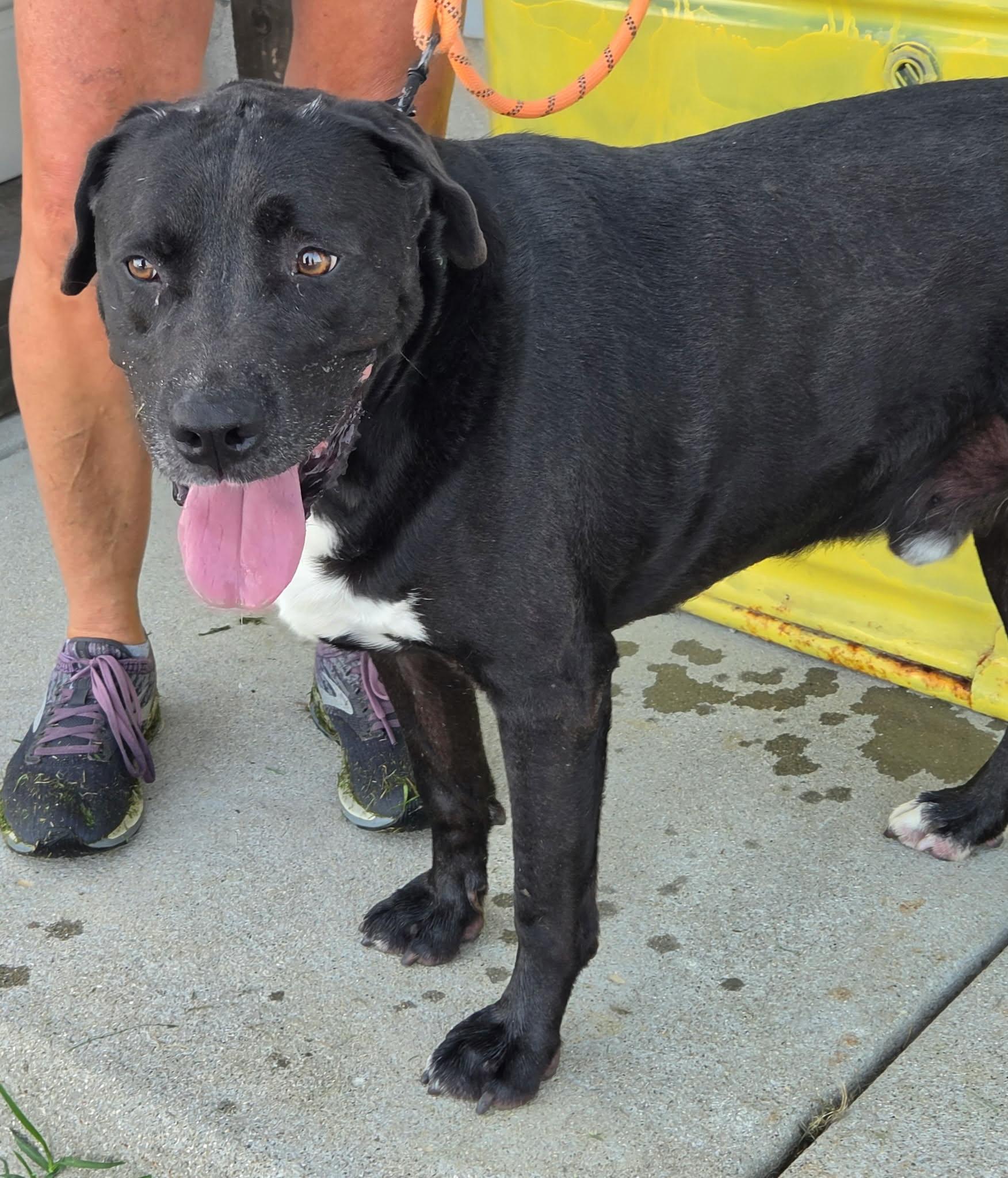 cuda, ADOPTABLE, Adult Male Black Labrador Retriever.