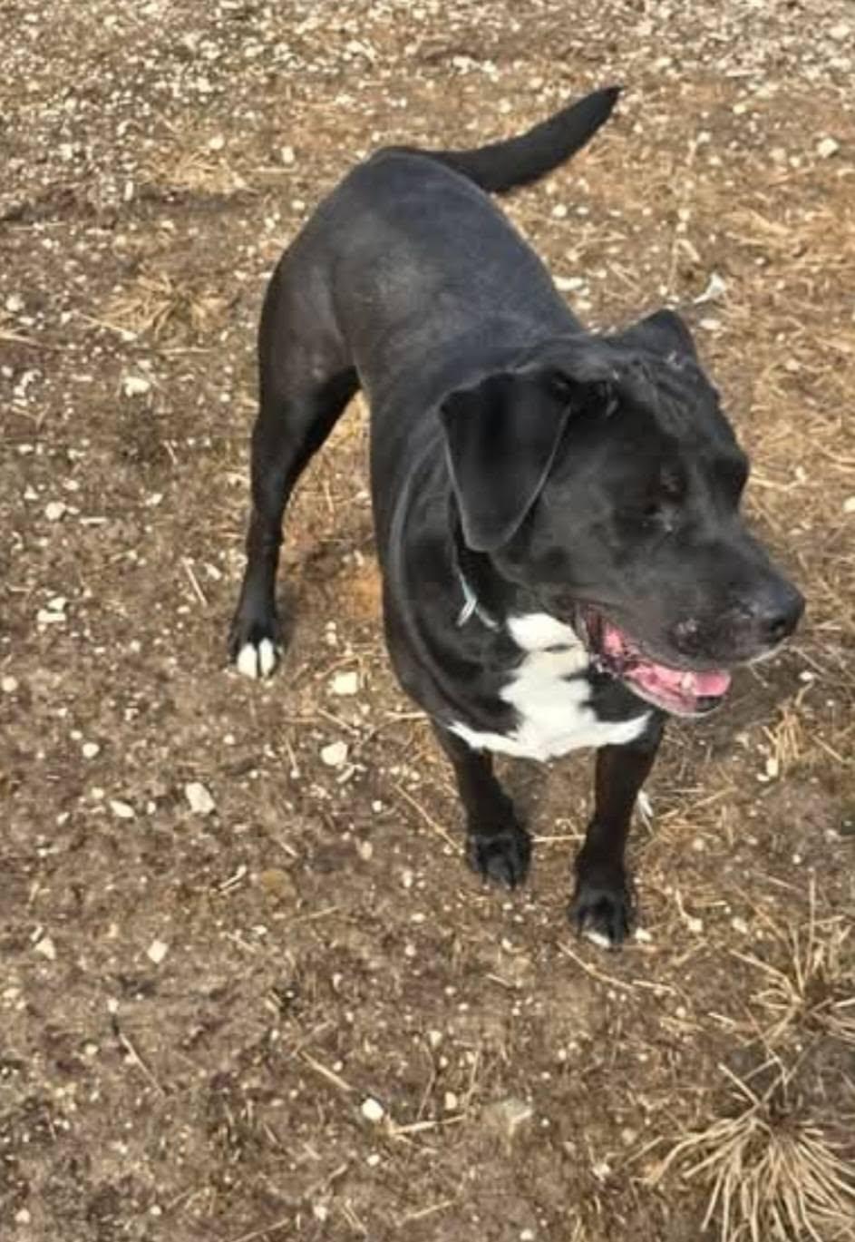 cuda, a ADOPTABLE mixed breed in Petersburg, IN image 3/6