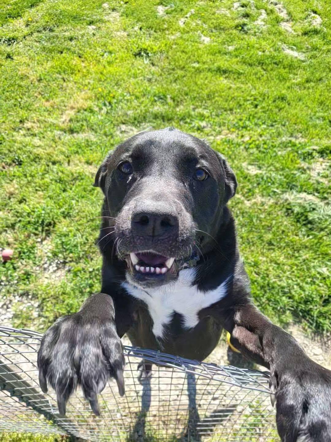 cuda, a ADOPTABLE mixed breed in Petersburg, IN image 2/6