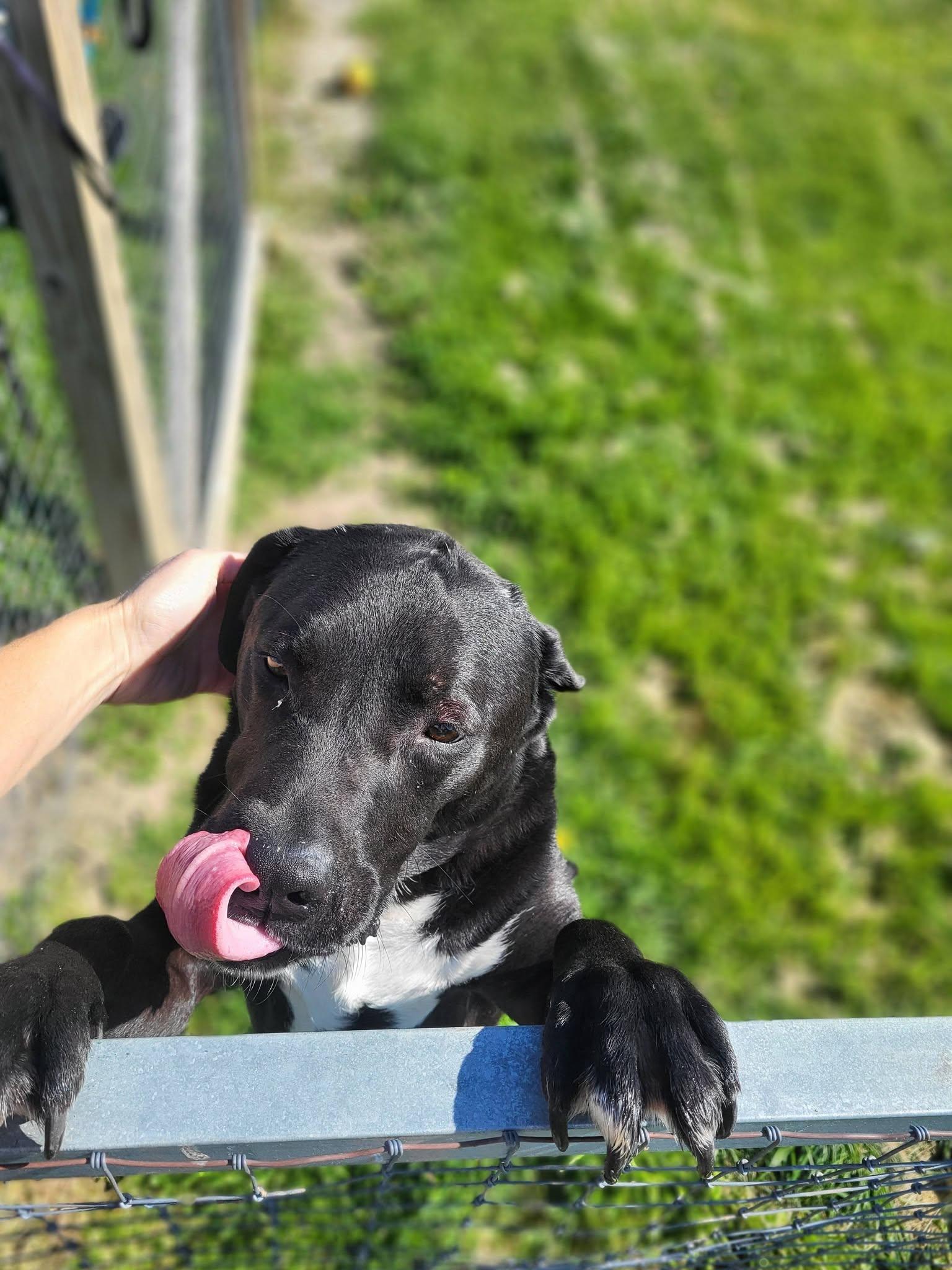 cuda, a ADOPTABLE mixed breed in Petersburg, IN image 4/6
