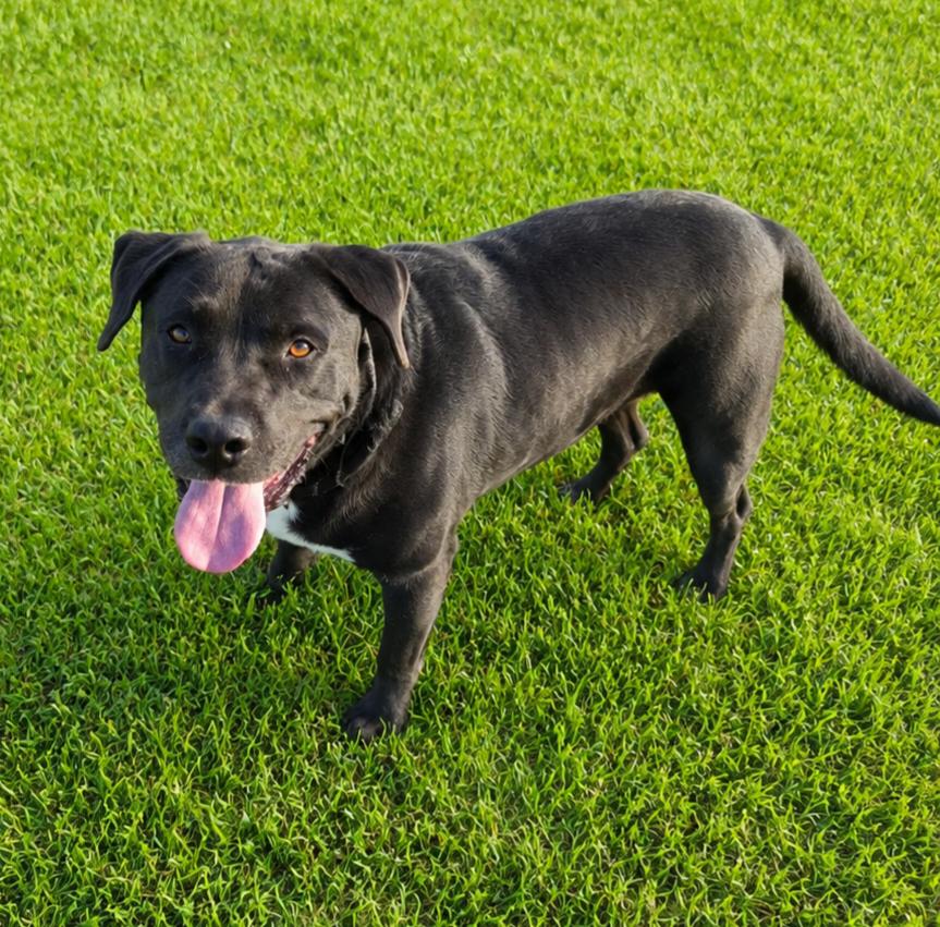 cuda, a ADOPTABLE mixed breed in Petersburg, IN image 6/6