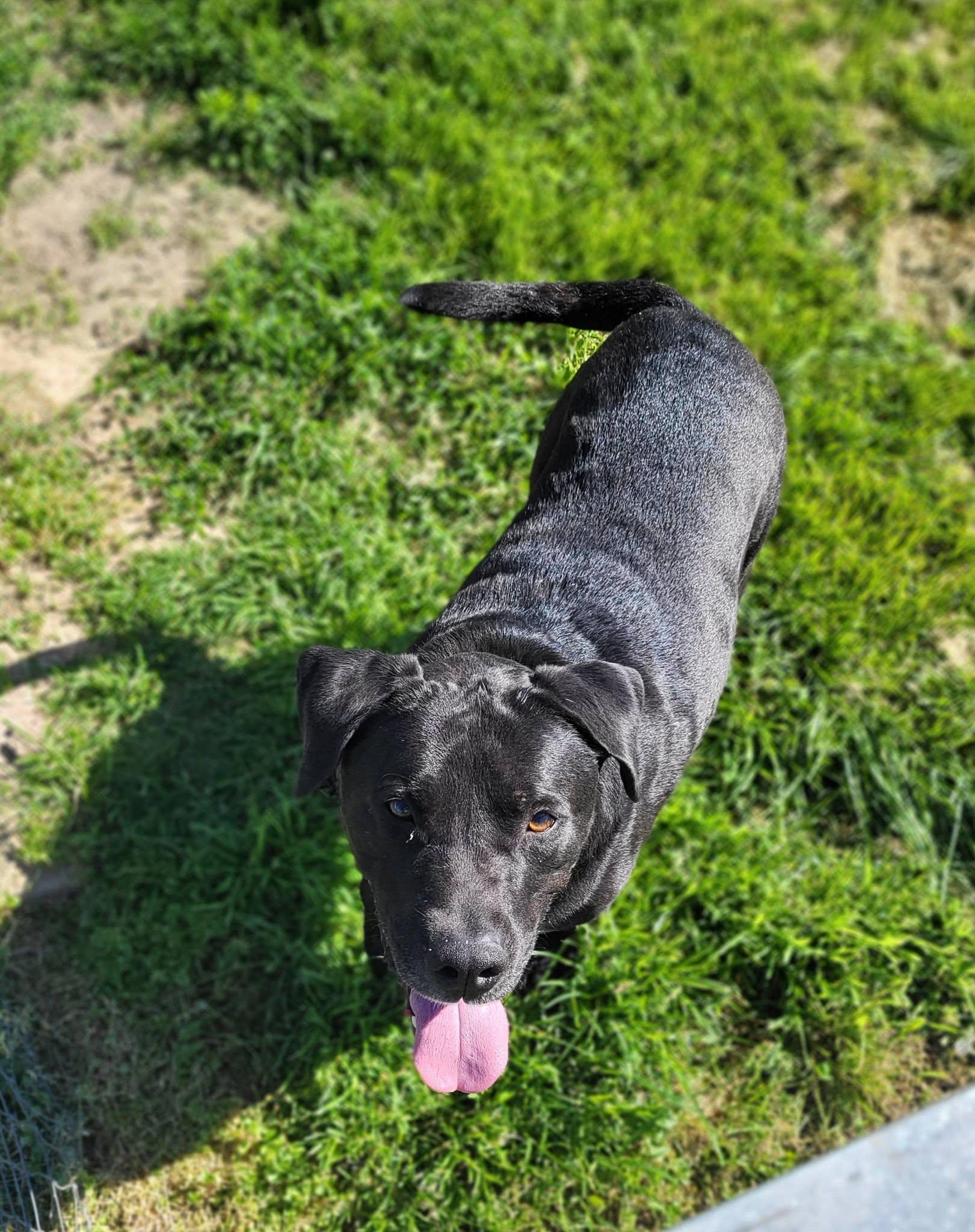 cuda, a ADOPTABLE mixed breed in Petersburg, IN image 5/6