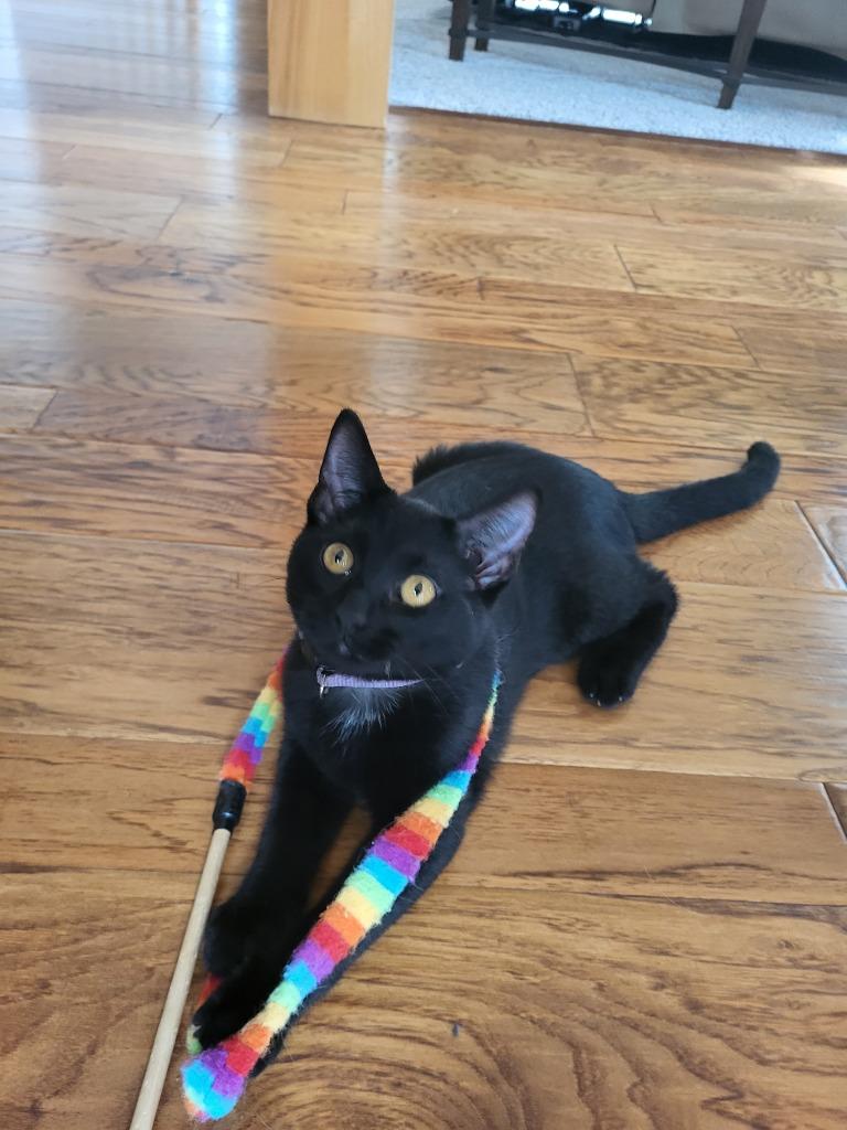 Quincy, Adopted, Young Male Domestic Short Hair.