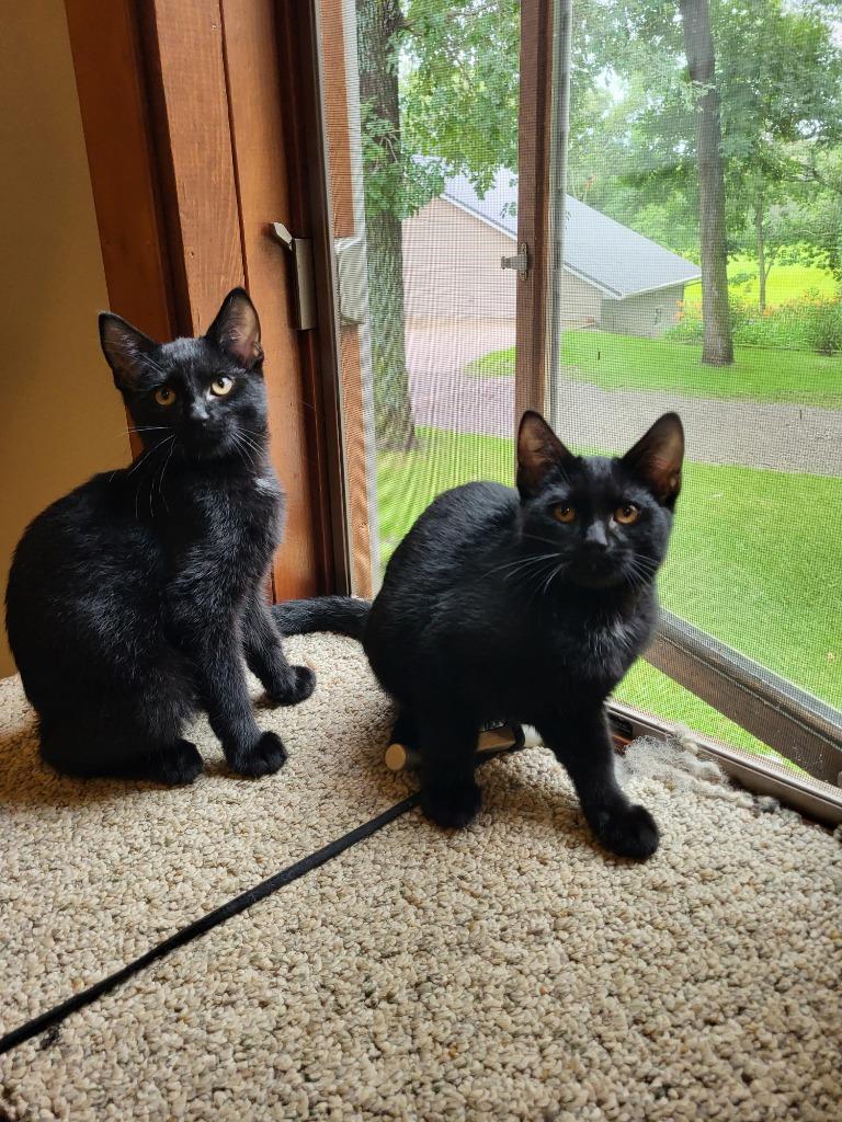 Enlarge Quincy, a Adopted mixed breed in Owatonna, MN image 2/4