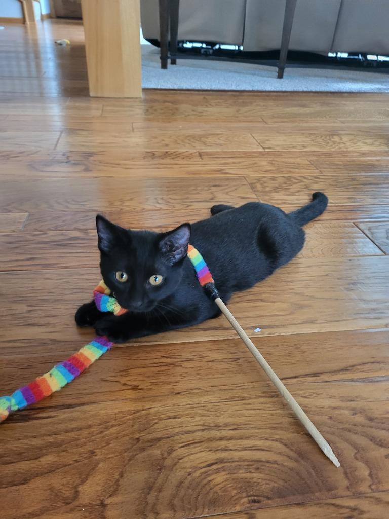 Enlarge Quincy, a Adopted mixed breed in Owatonna, MN image 3/4