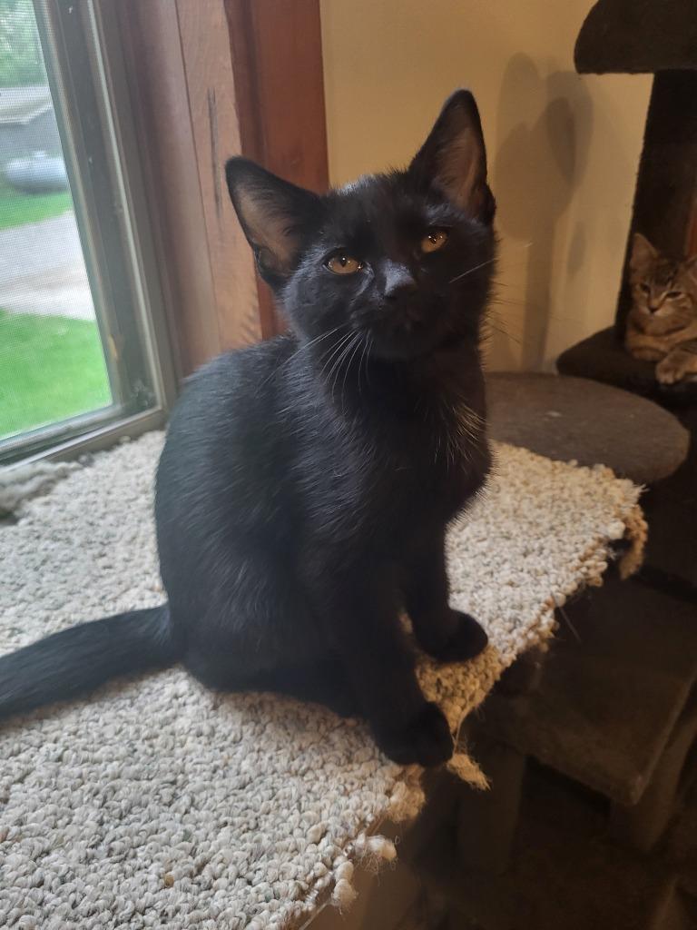 Enlarge Quincy, a Adopted mixed breed in Owatonna, MN image 4/4