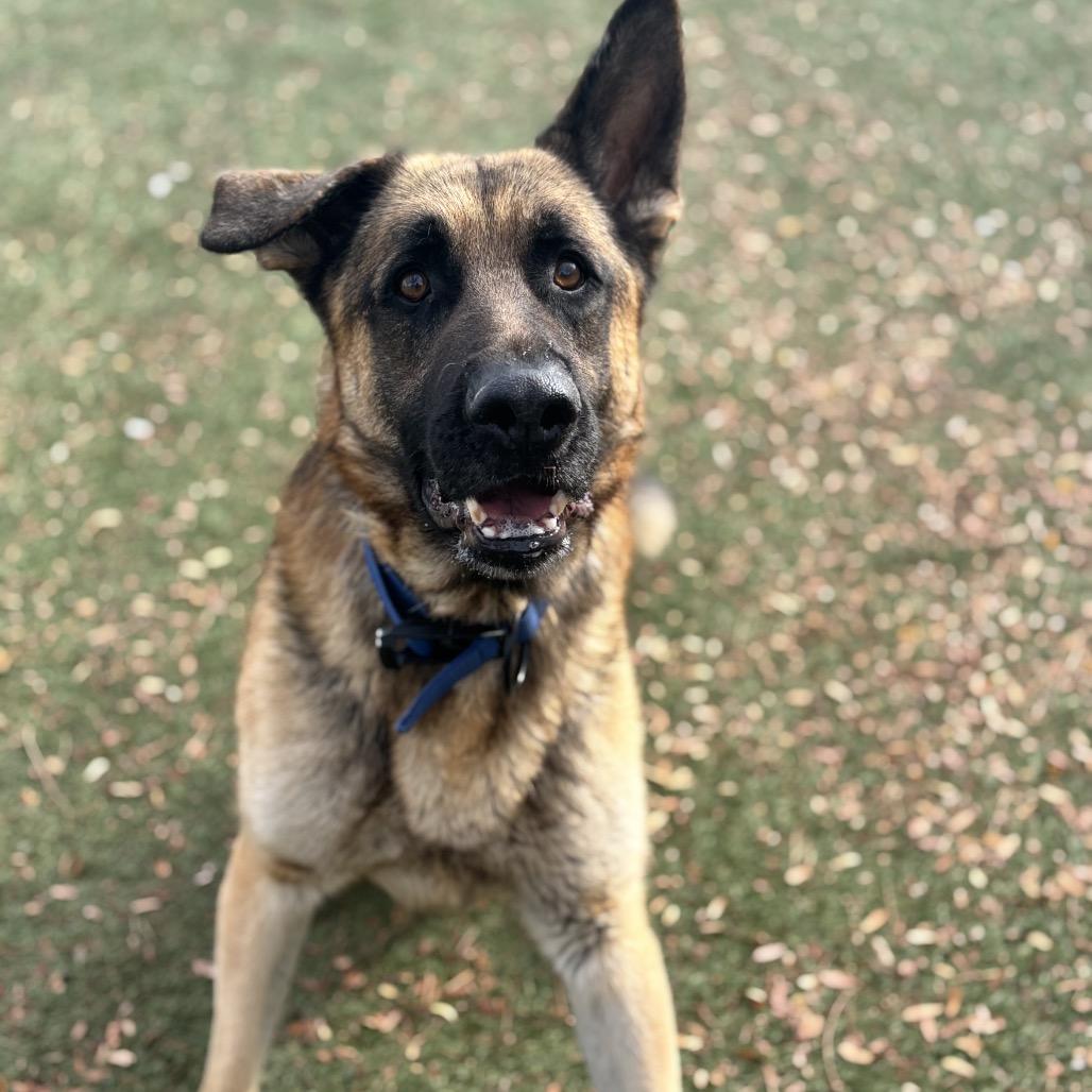 Enlarge Prince, a Adoptable German Shepherd Dog in Henderson, NV image 1/3