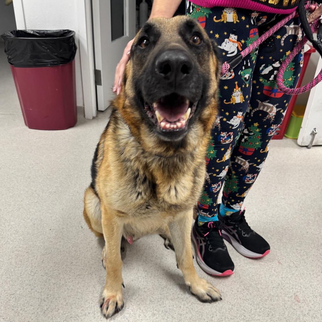 Enlarge Prince, a Adoptable German Shepherd Dog in Henderson, NV image 2/3