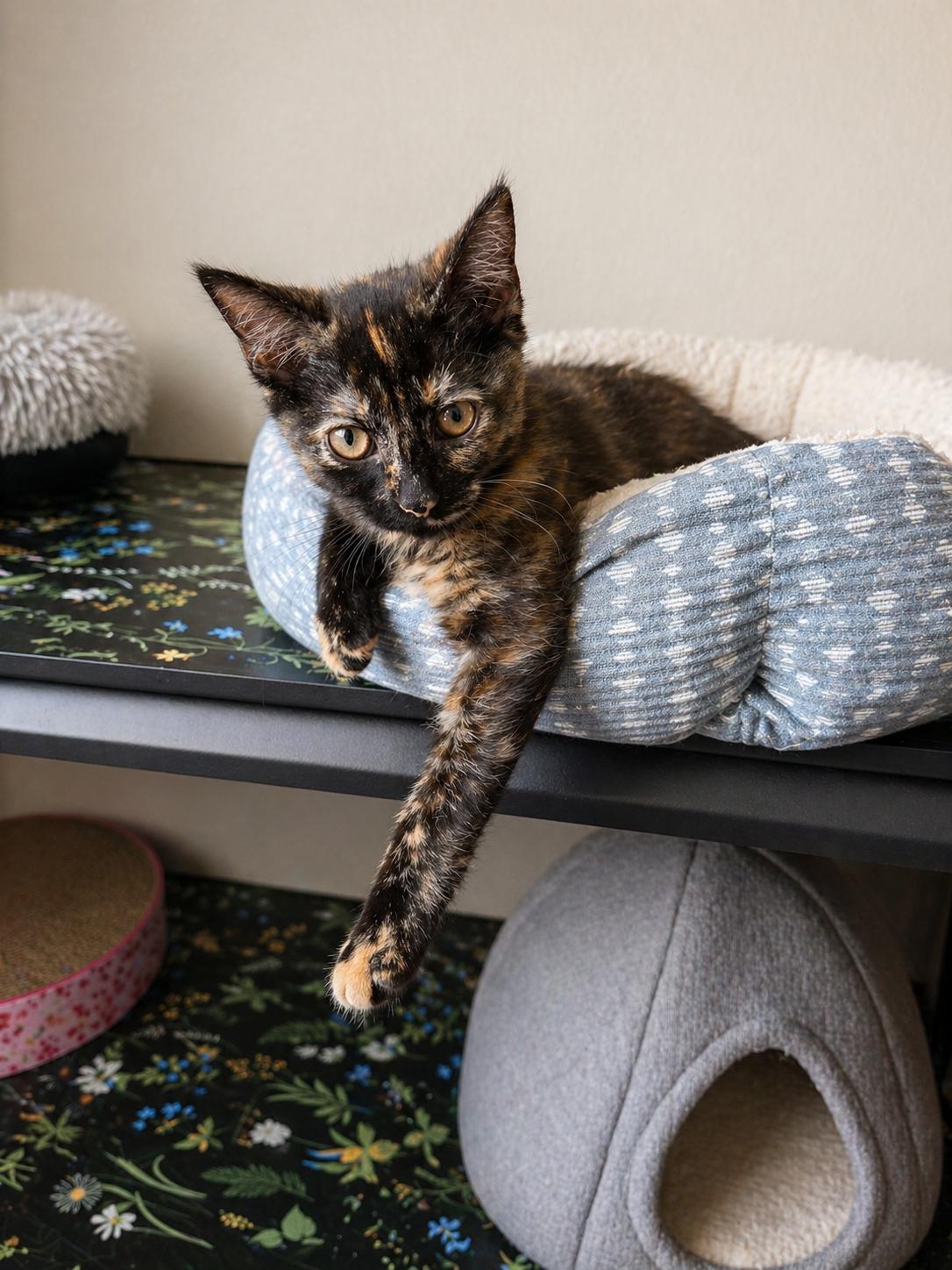Enlarge Daffodil *Bonded pair*, a Adoptable Domestic Medium Hair in Rio Linda, CA image 1/3