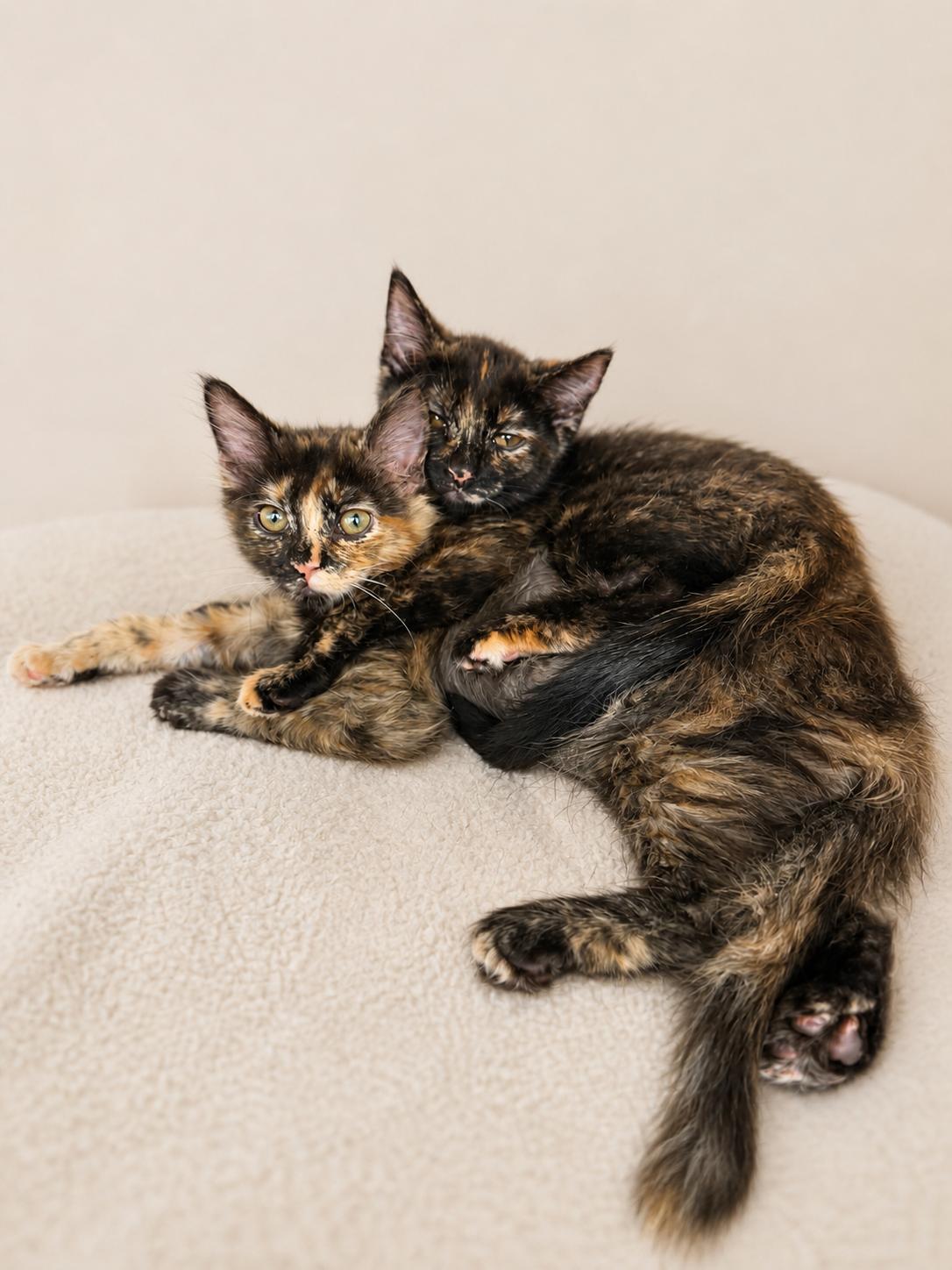 Enlarge Daffodil *Bonded pair*, a Adoptable Domestic Medium Hair in Rio Linda, CA image 2/3