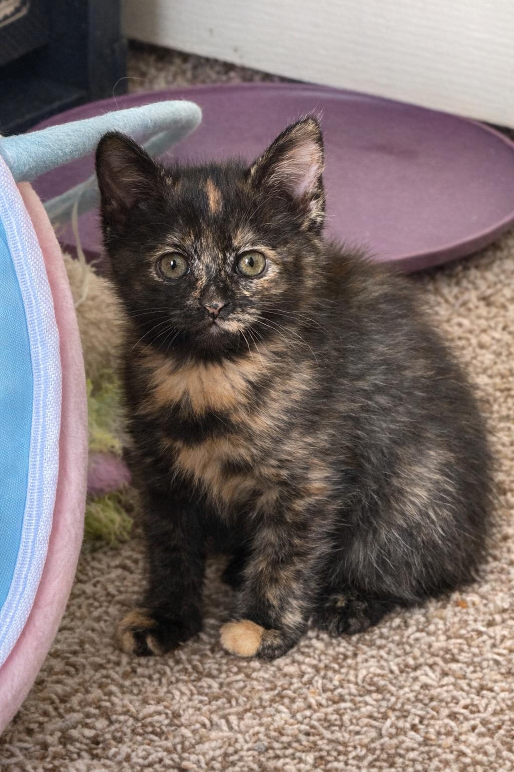 Enlarge Daffodil *Bonded pair*, a Adoptable Domestic Medium Hair in Rio Linda, CA image 3/3